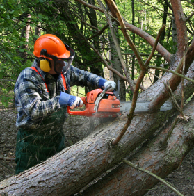 tree service worker in richmond va trimming down a tree