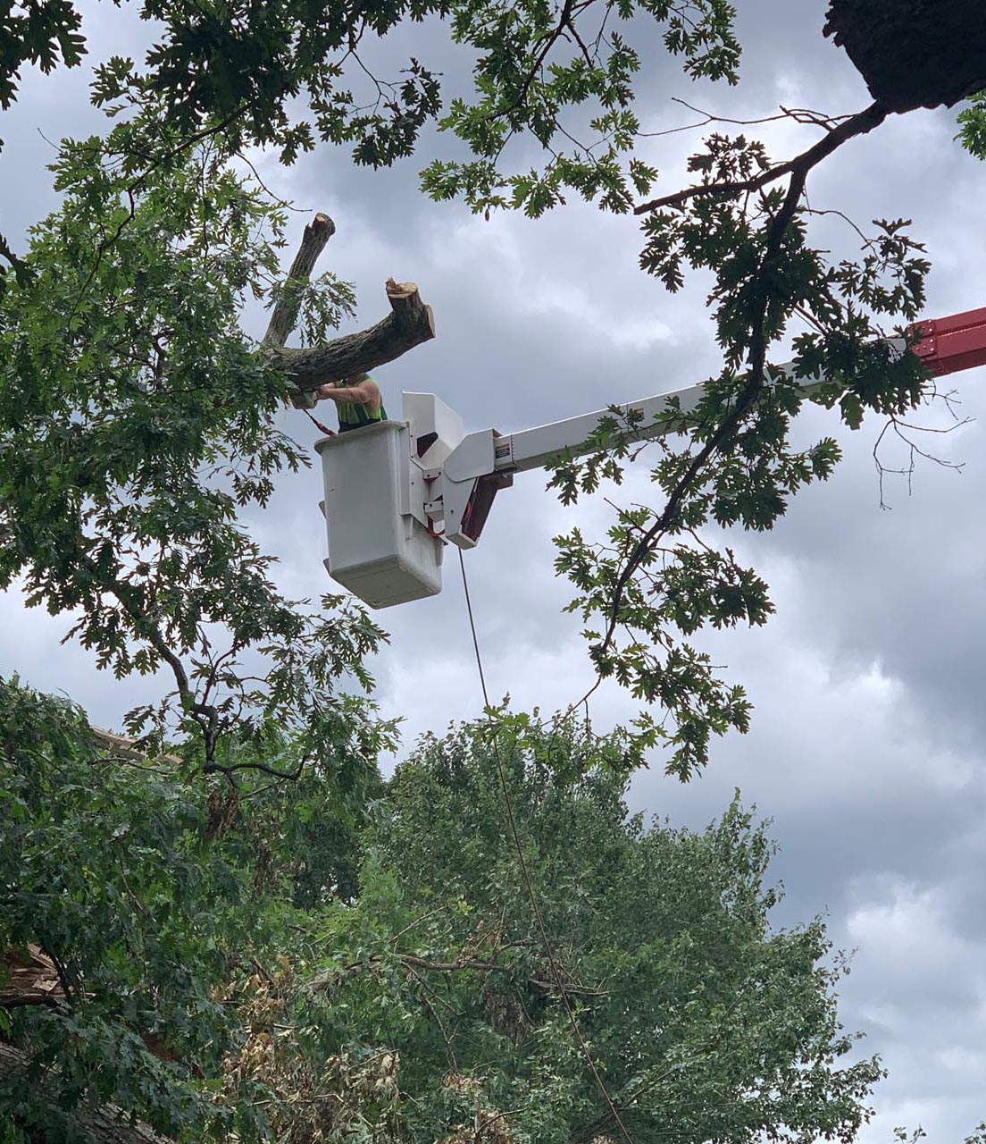 Man working in a tree up in the air in richmond va