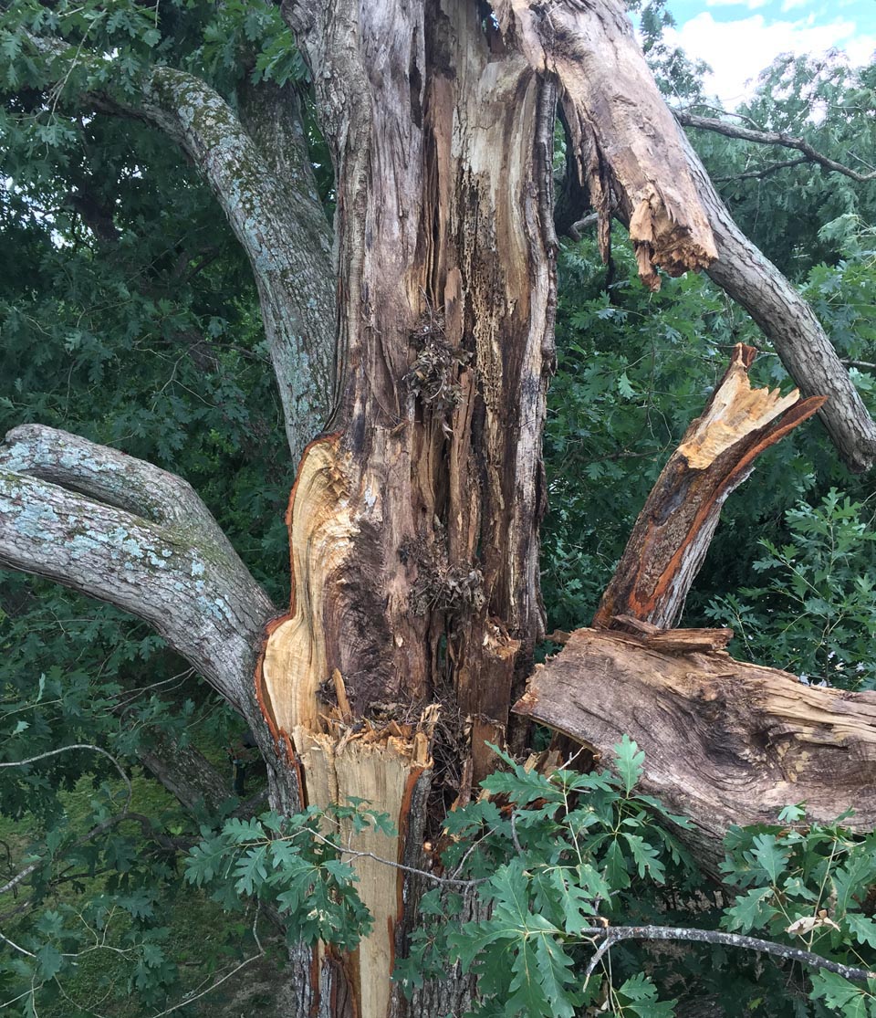 storm damage cleanup in richmond va for a tree branch broken off a large tree