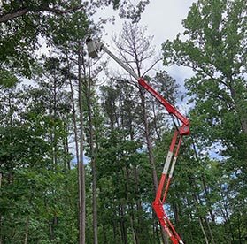 man in specialized tree service equipment very high up in a tree in richmond va