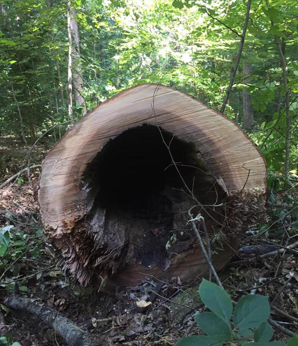Looking inside a cut down large tree trunk in richmond va